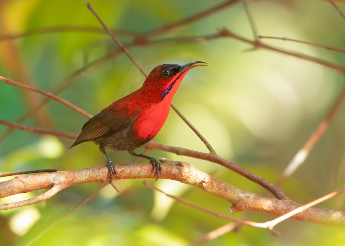 Crimson Sunbird (Crimson) - ML454329661