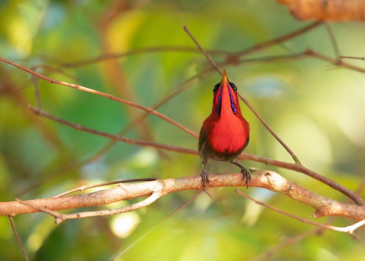 Crimson Sunbird (Crimson) - Ayuwat Jearwattanakanok