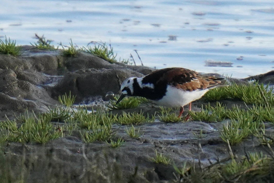 Ruddy Turnstone - ML454329911