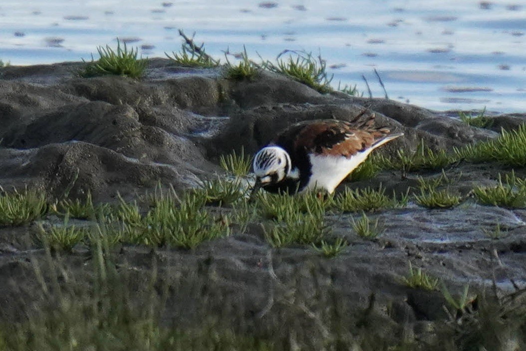 Ruddy Turnstone - ML454329941