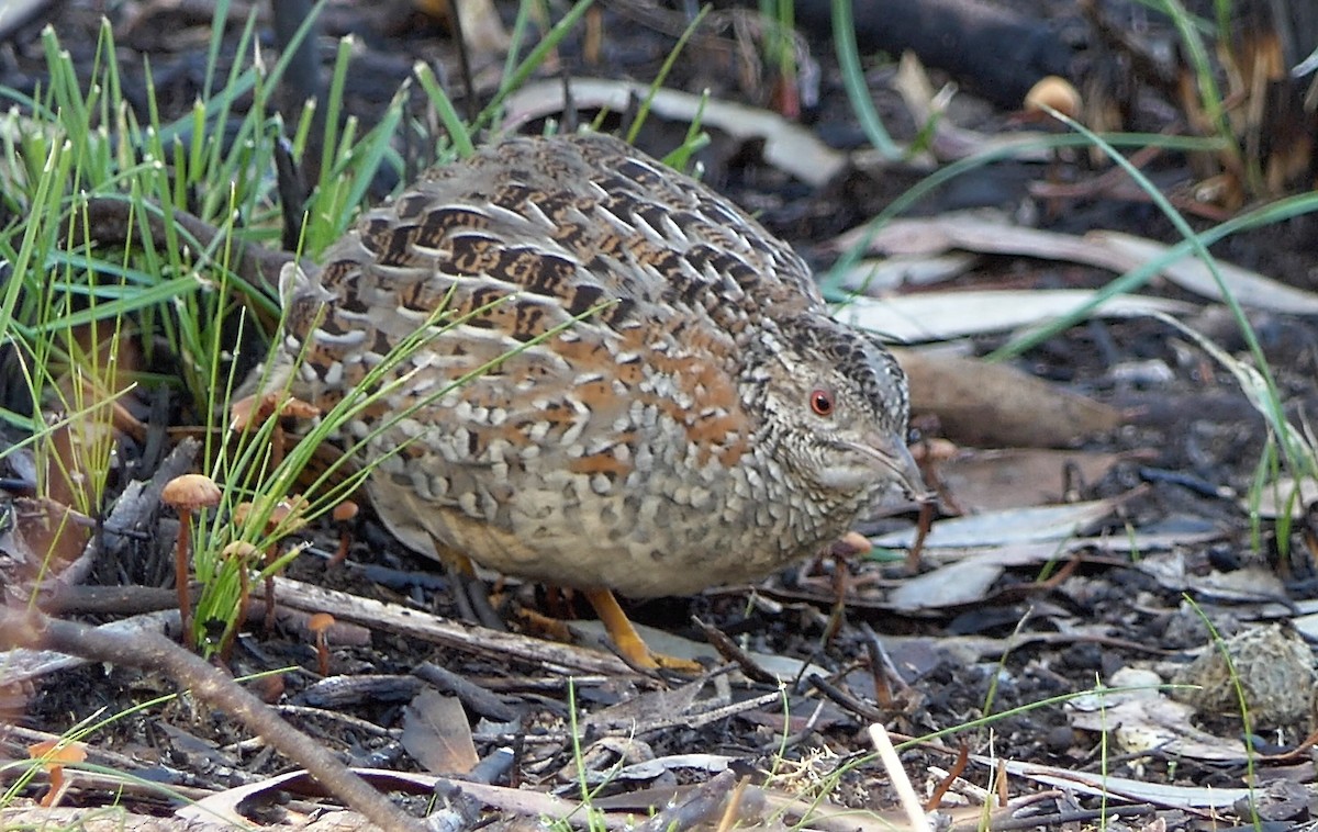 Torillo Pintojo - ML454330021