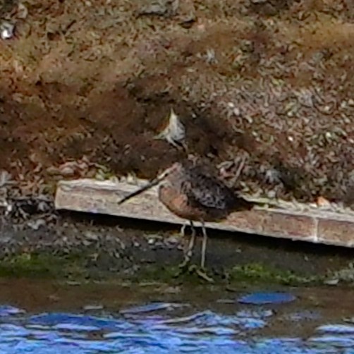 Long-billed Dowitcher - ML454330161