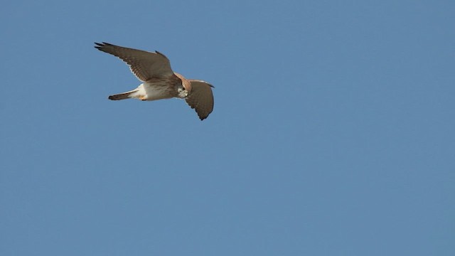 Nankeen Kestrel - ML454333541