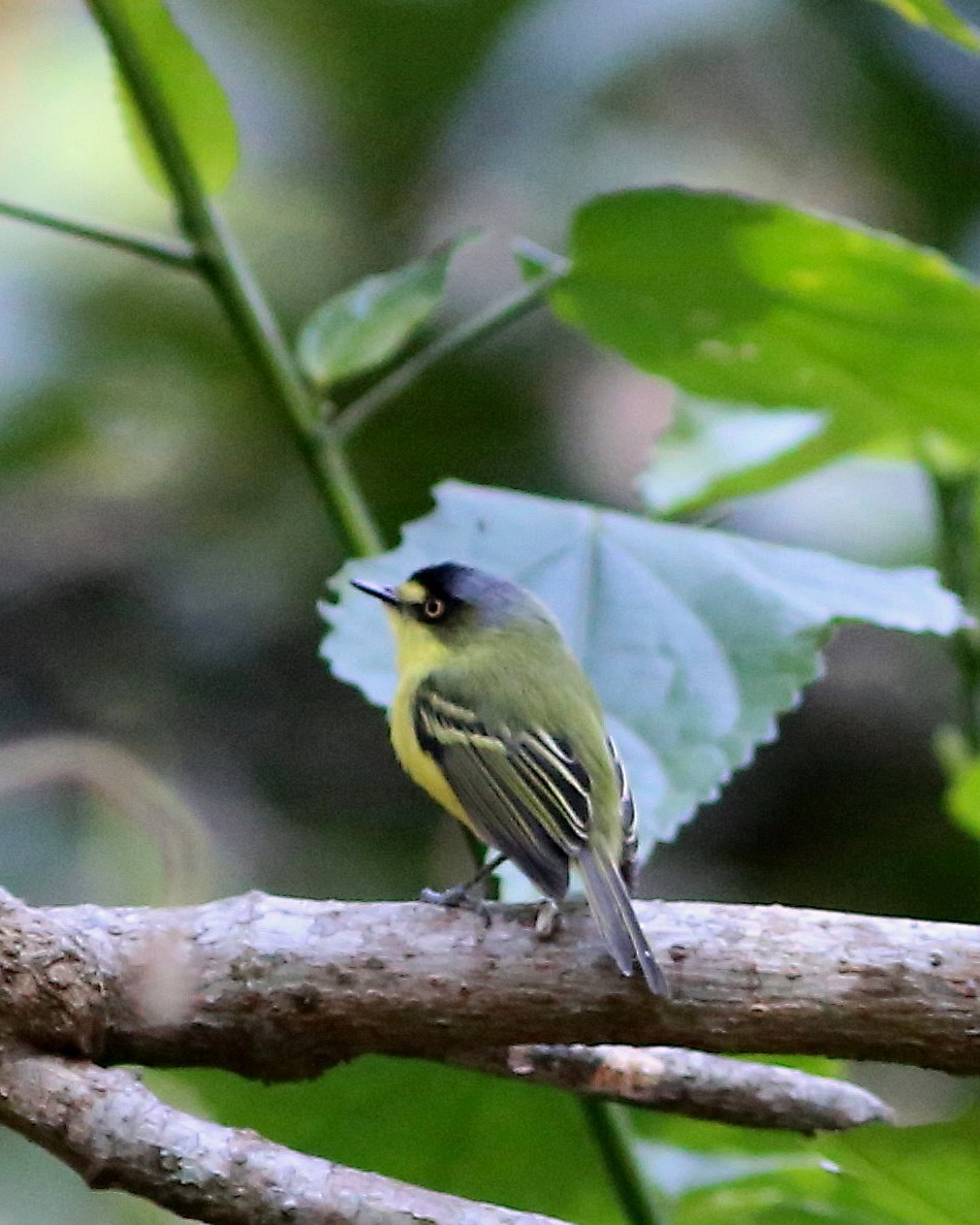 Gray-headed Tody-Flycatcher - ML45433411