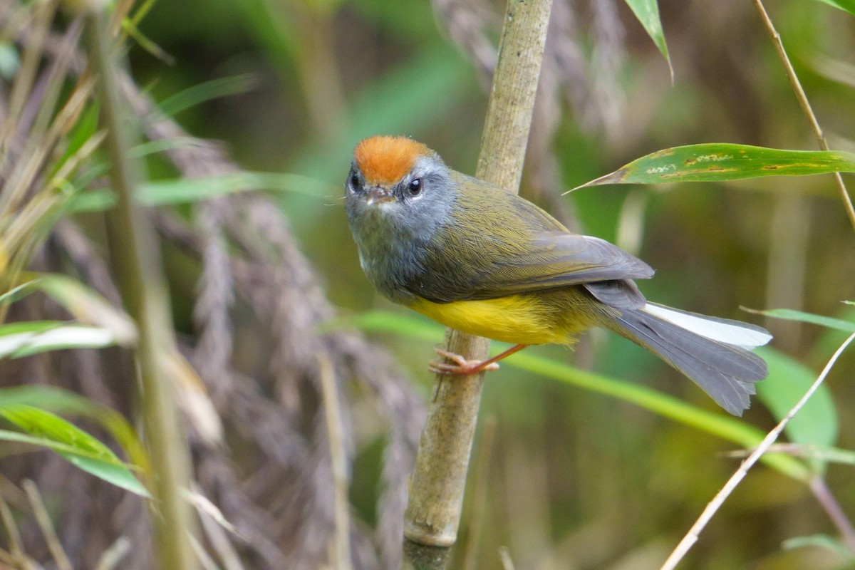 Broad-billed Warbler - ML454334111