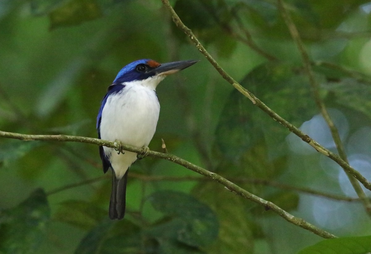 Rufous-lored Kingfisher - ML45433421