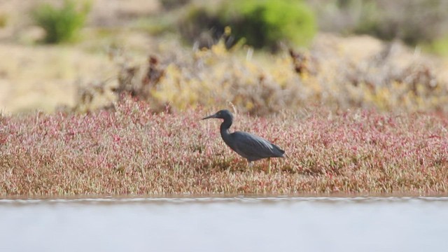 Pacific Reef-Heron - ML454334531