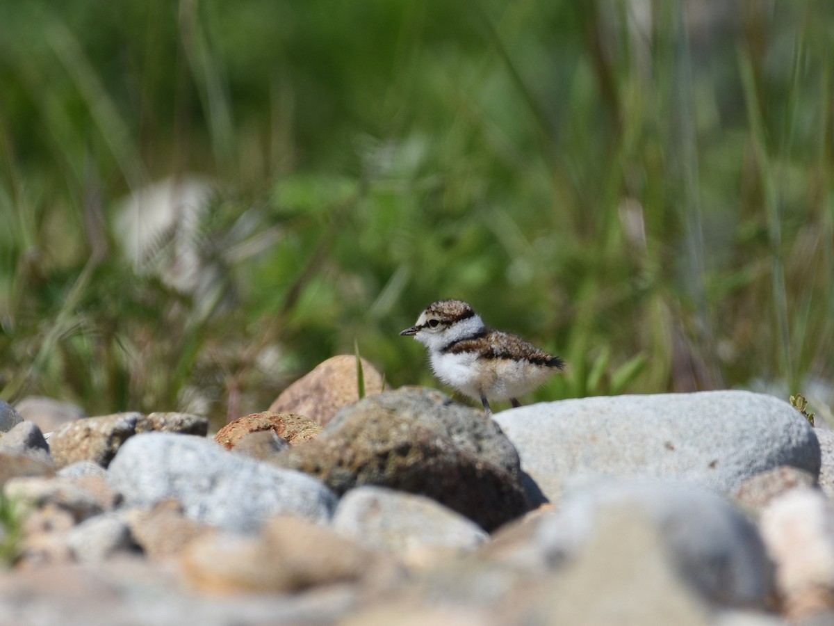 Little Ringed Plover - ML454337491