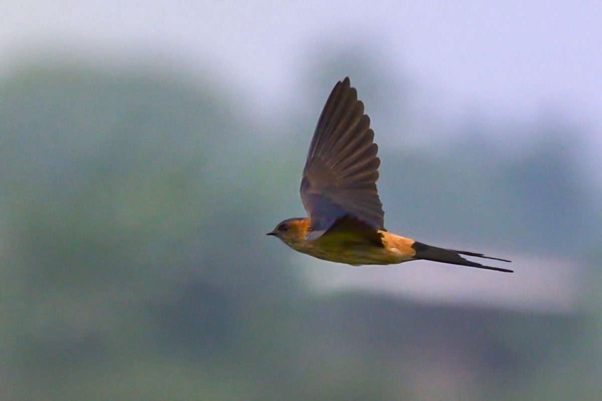 Red-rumped Swallow - SOVON PARBAT