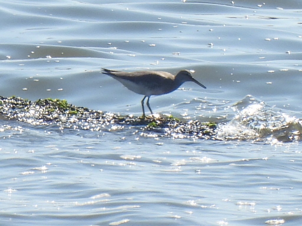 Gray-tailed Tattler - ML454338881