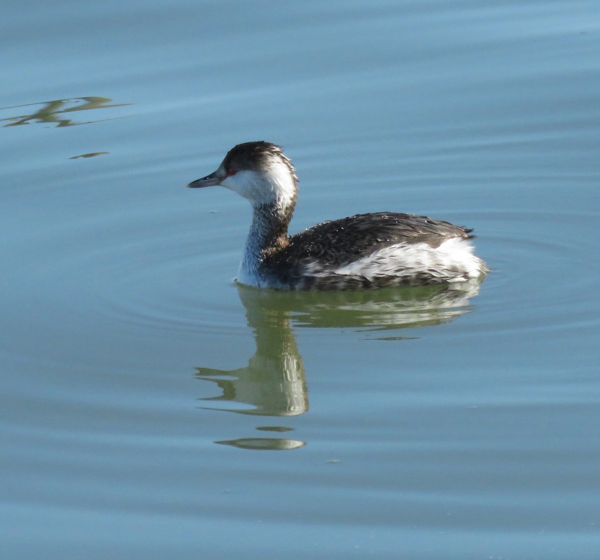 Horned Grebe - ML45433941