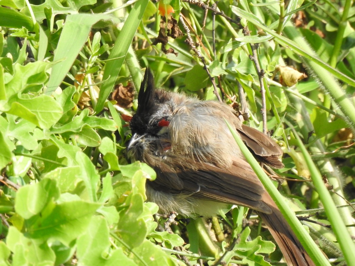 Red-whiskered Bulbul - ML454341831