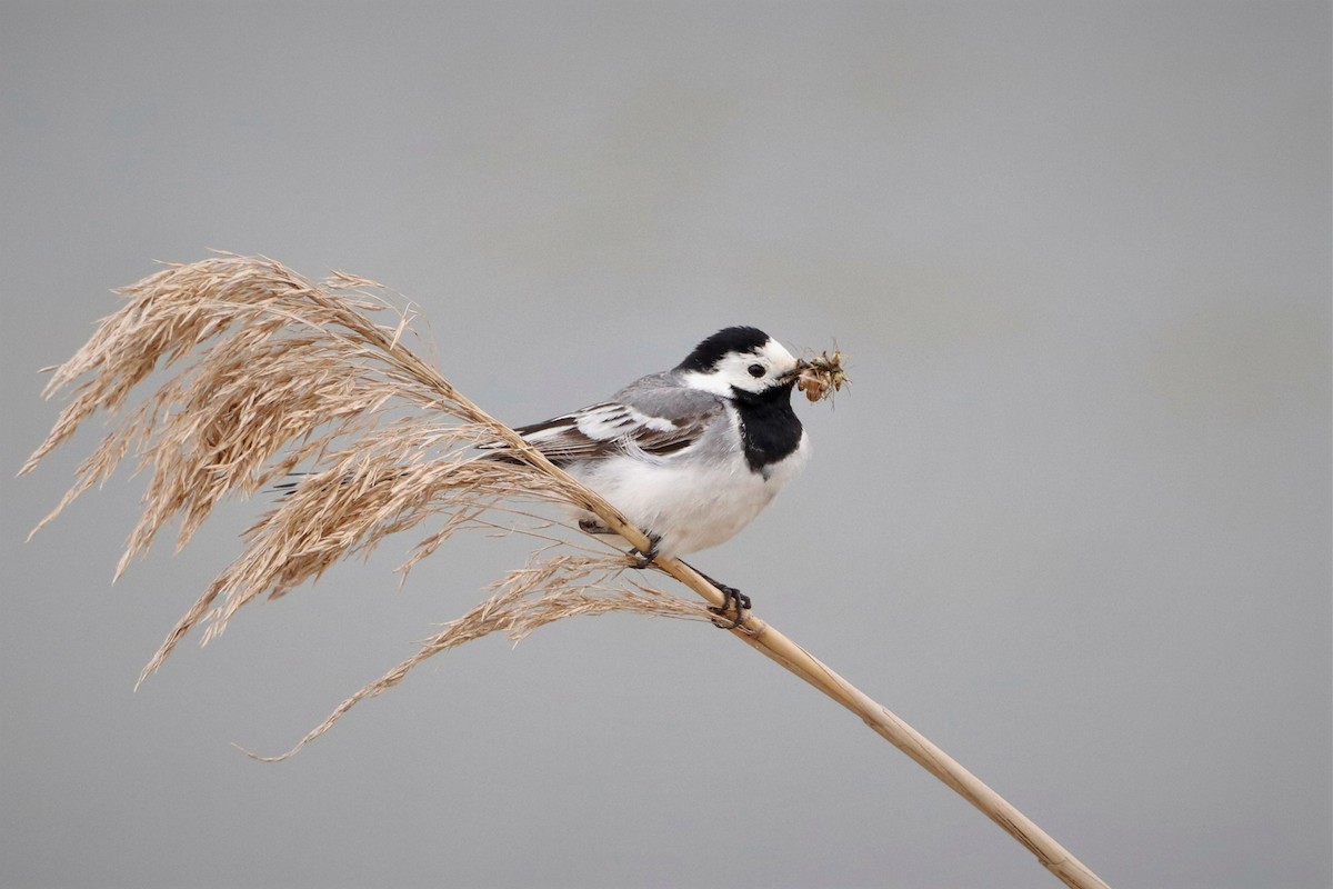 White Wagtail - ML454342161