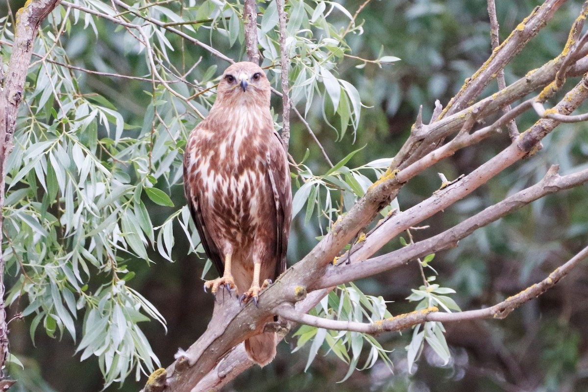 Common Buzzard - Natalia Ivashova