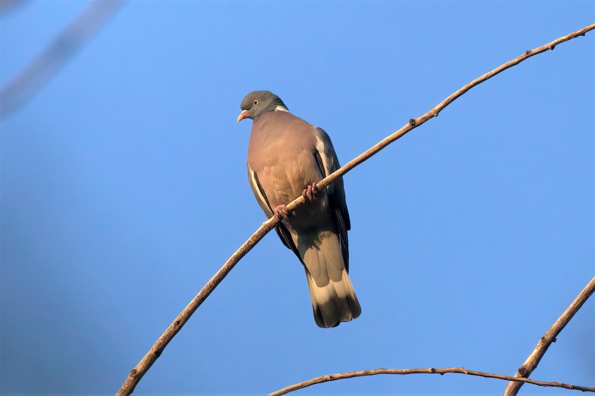 Common Wood-Pigeon - ML454342621