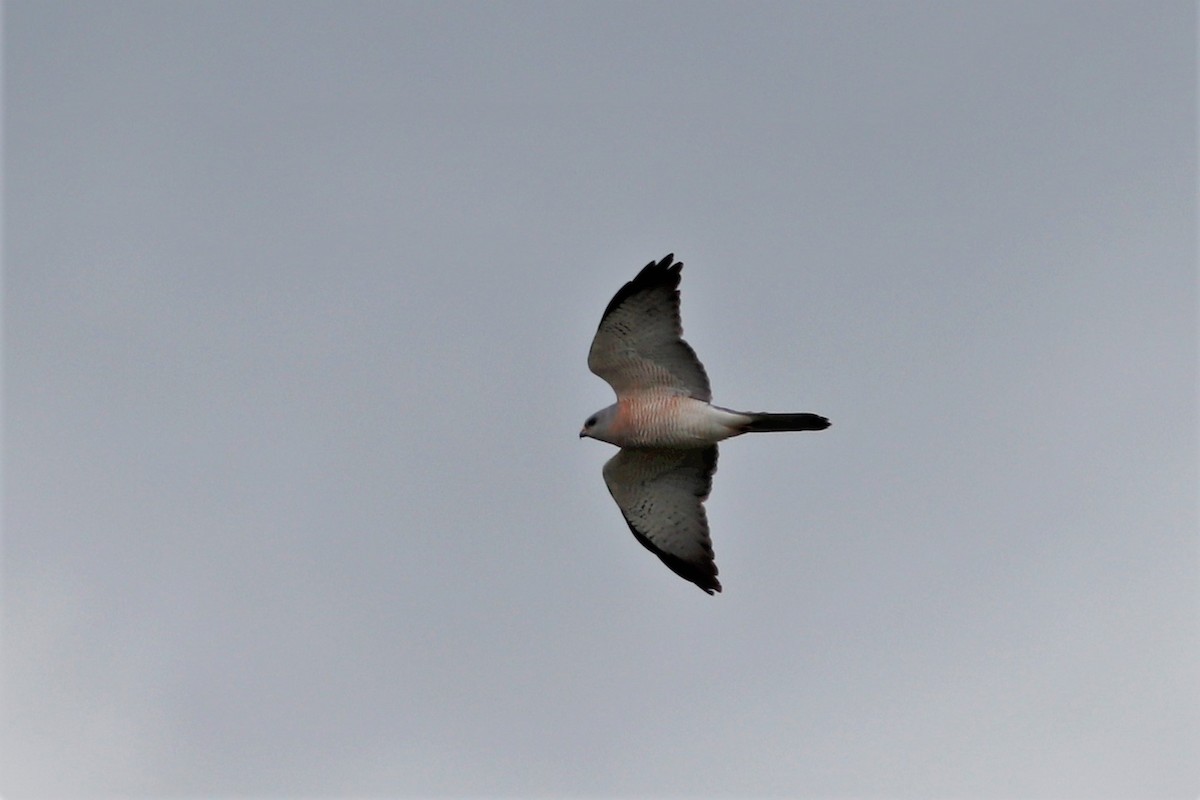 Levant Sparrowhawk - ML454342821