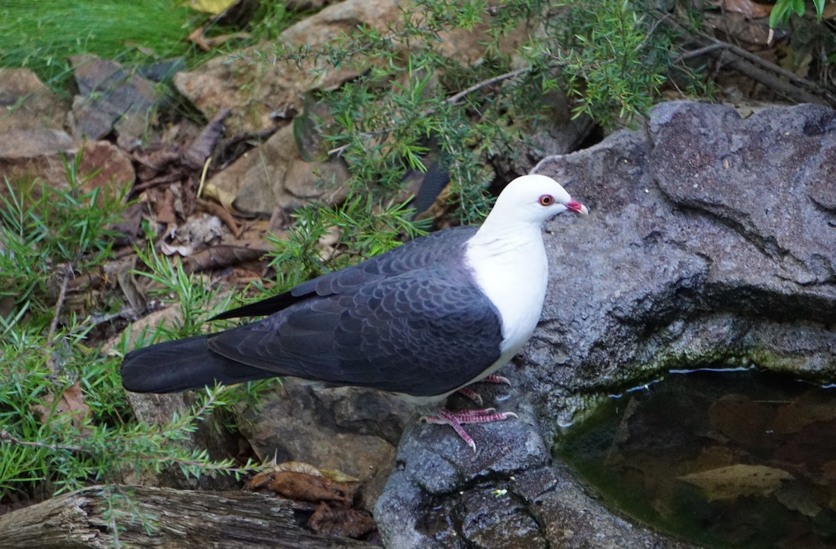 White-headed Pigeon - ML454342951
