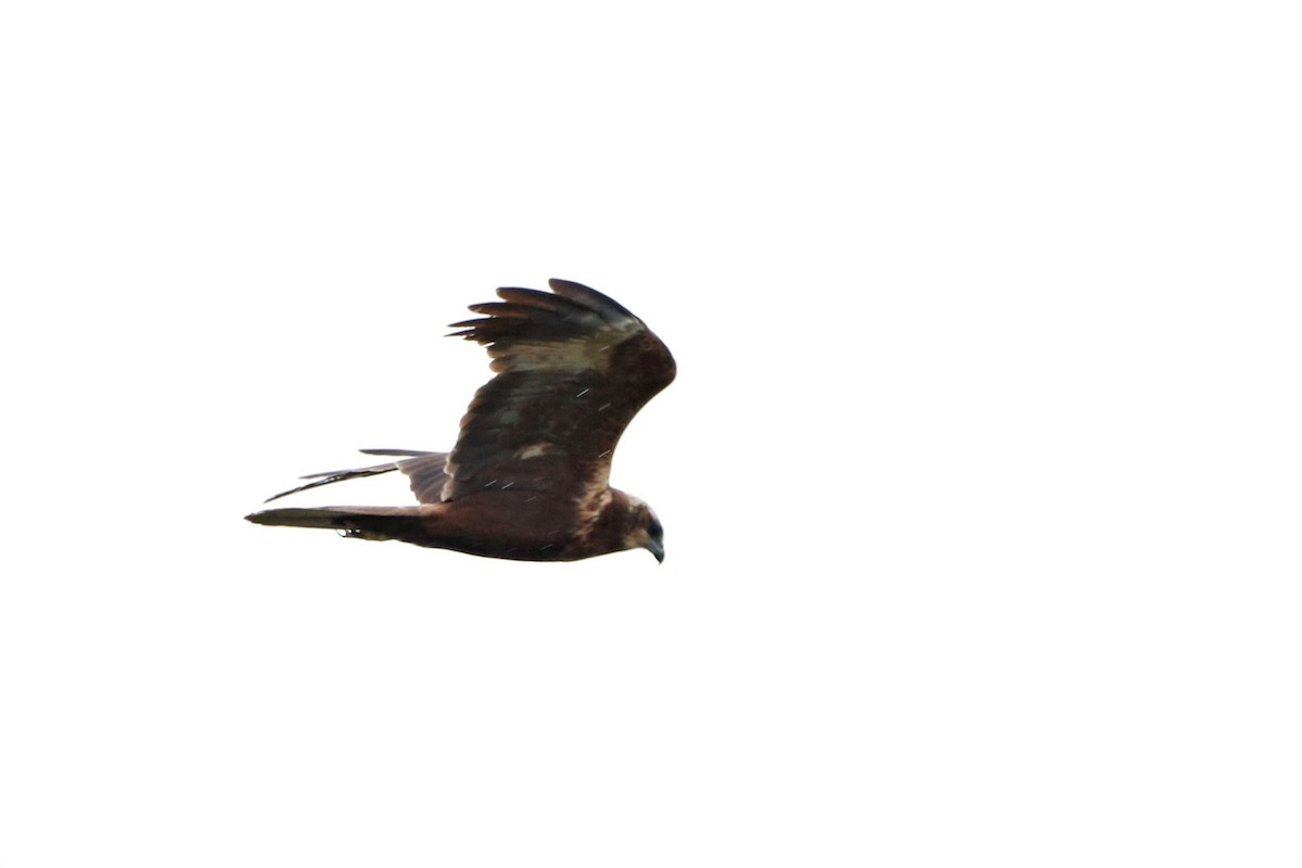 Western Marsh Harrier - ML454342981