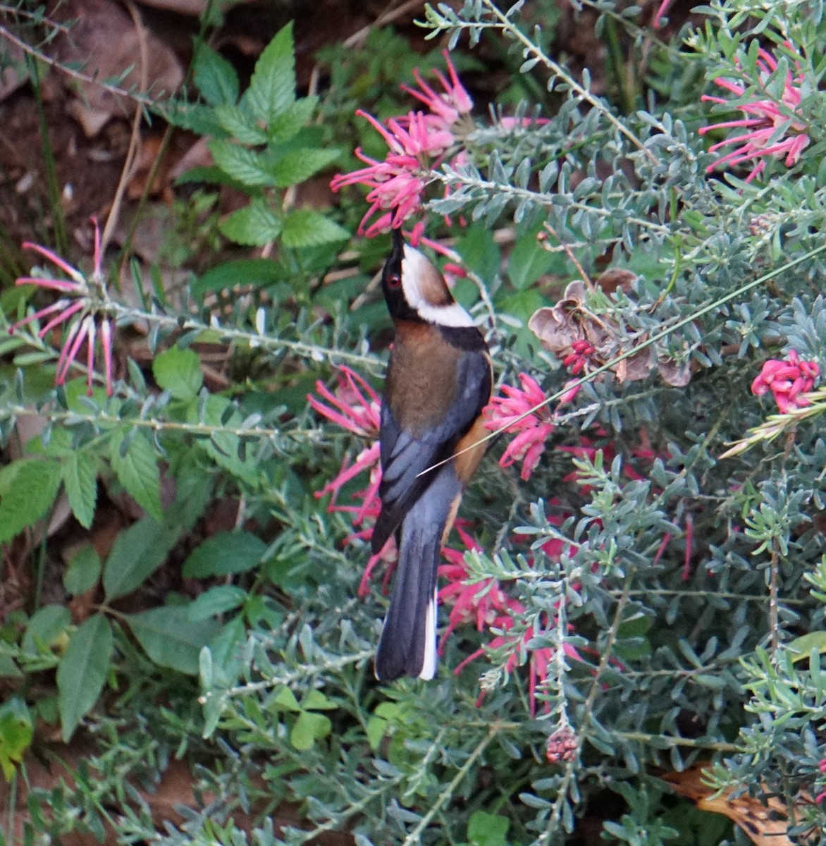 Eastern Spinebill - ML454343091