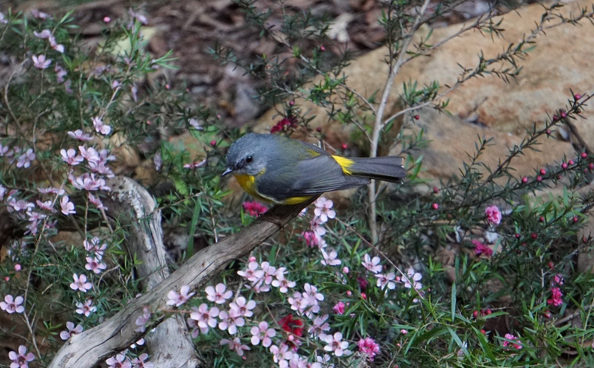 Eastern Yellow Robin - ML454343201