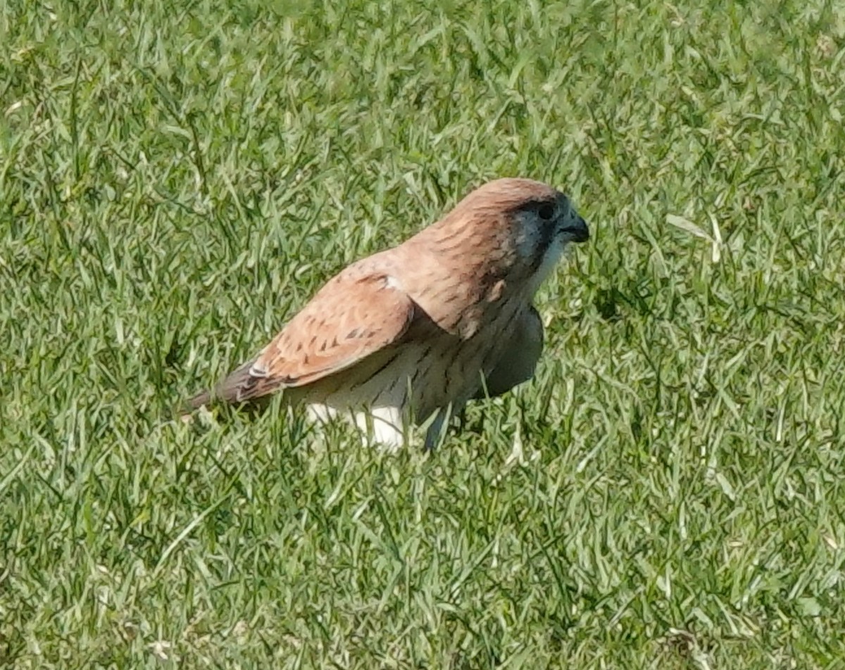 Nankeen Kestrel - ML454343561