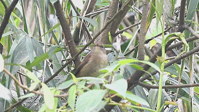 Brownish-flanked Bush Warbler - ML454343711