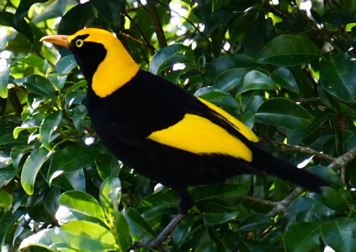 Regent Bowerbird - ML454343821