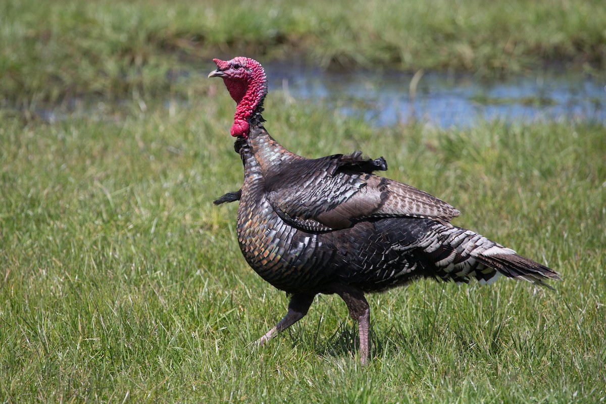 Wild Turkey (Domestic type) - ML454344761