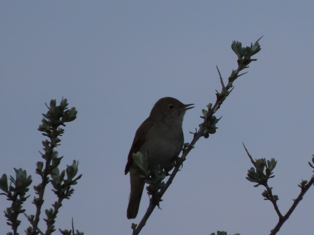 Common Nightingale - ML454344871