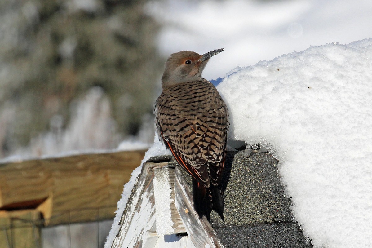 Northern Flicker (Red-shafted) - Chuck Gates