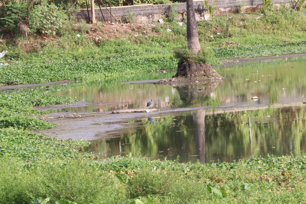 Eurasian Moorhen - ML454346061