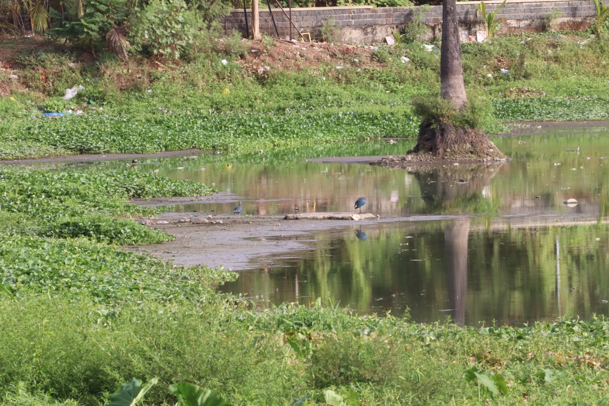 Eurasian Moorhen - ML454346071