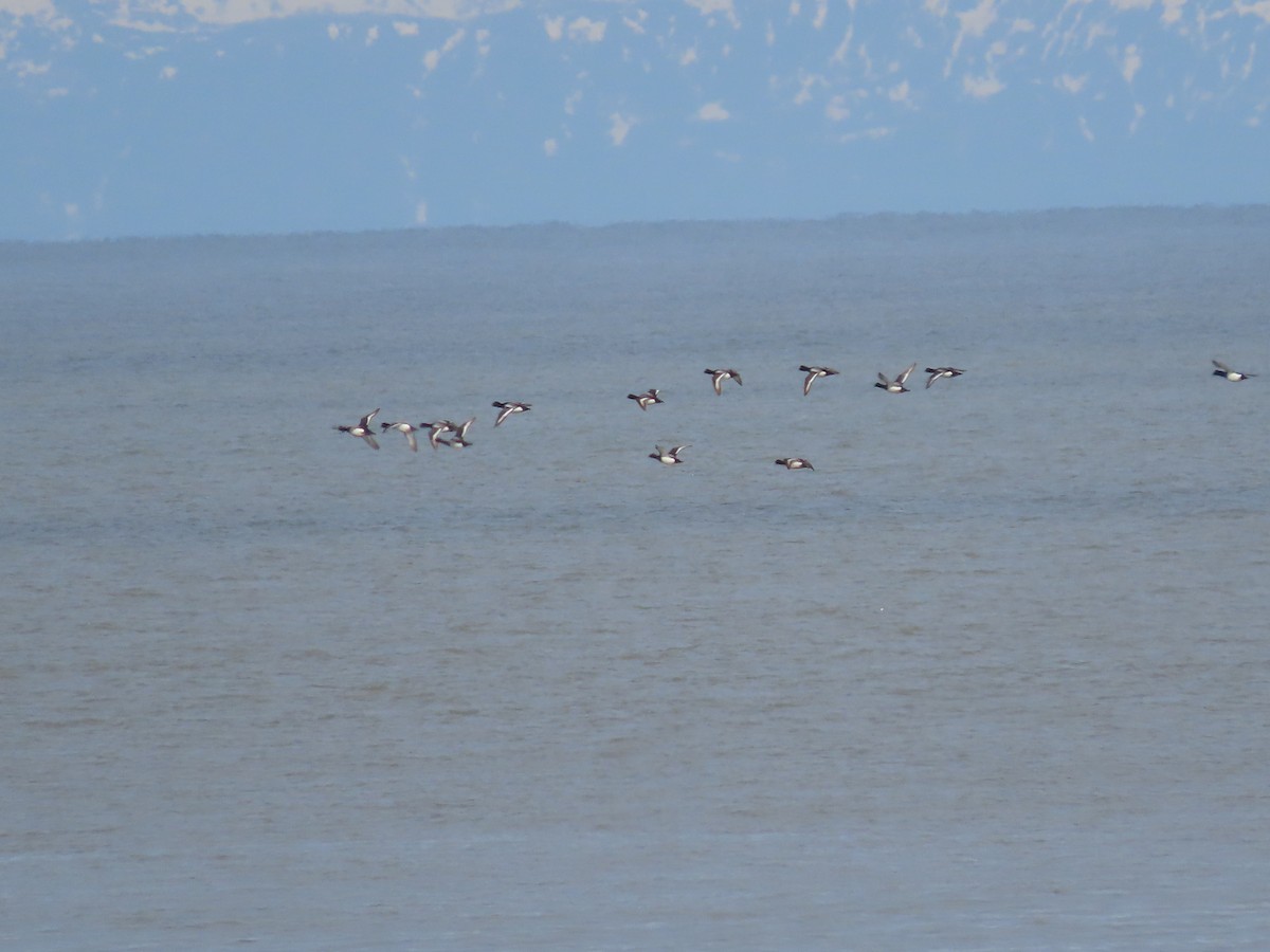 Greater Scaup - Laura Burke