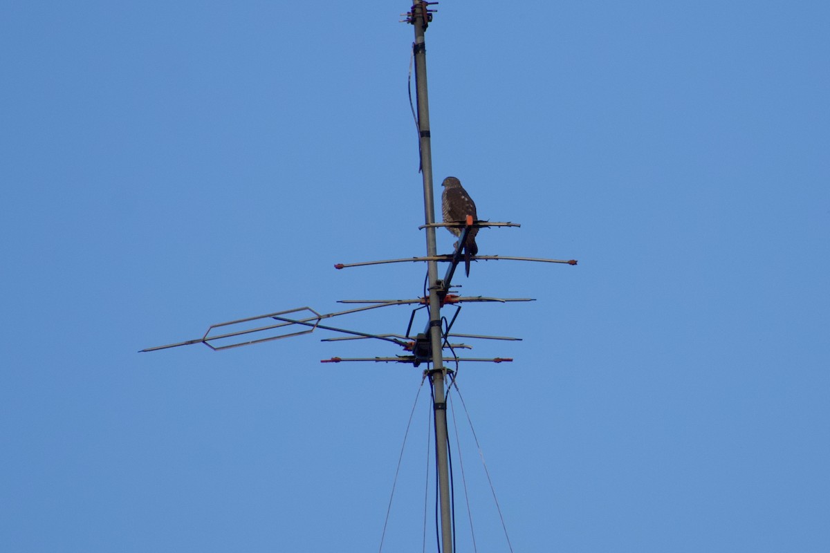 Collared Sparrowhawk - ML454347101