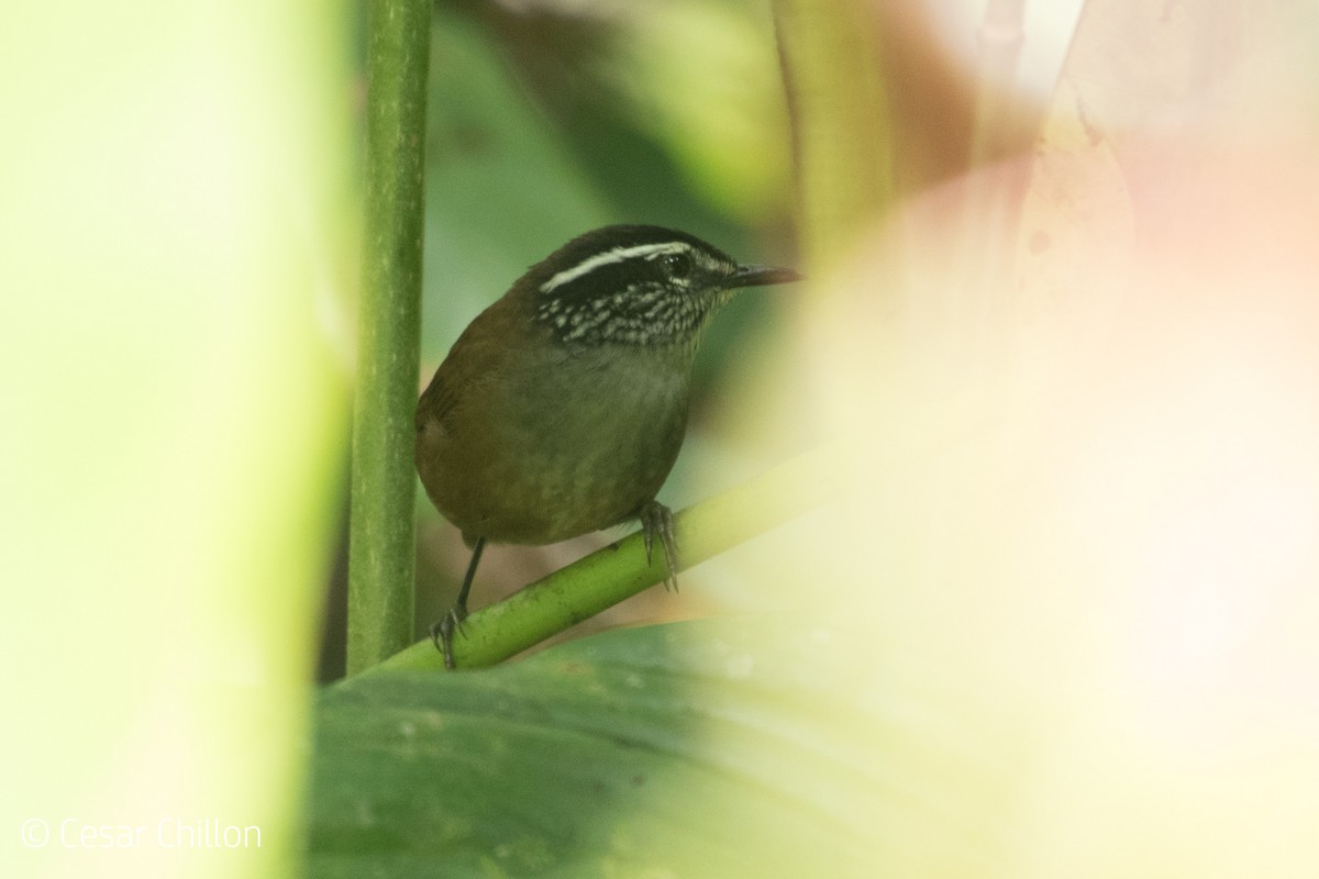 Gray-breasted Wood-Wren - ML45434731