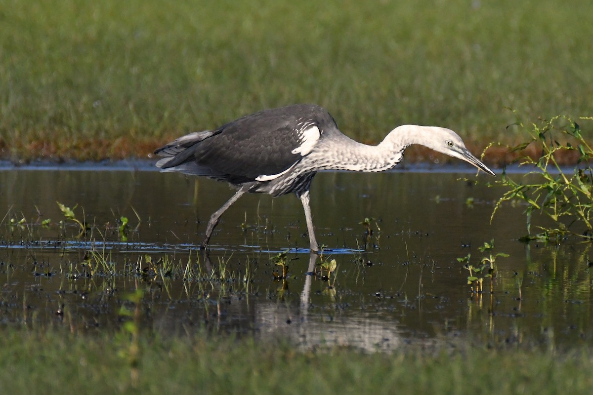 Pacific Heron - ML454347671