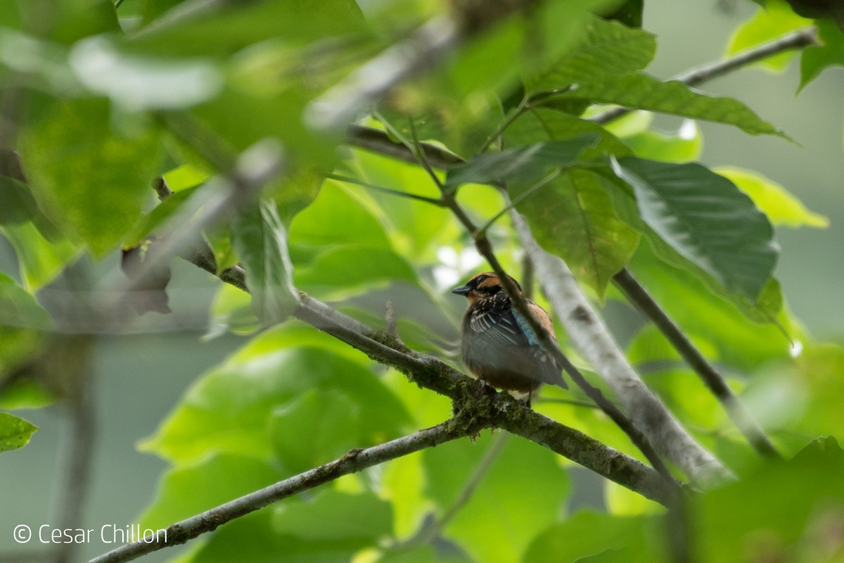 Golden-eared Tanager - ML45434821