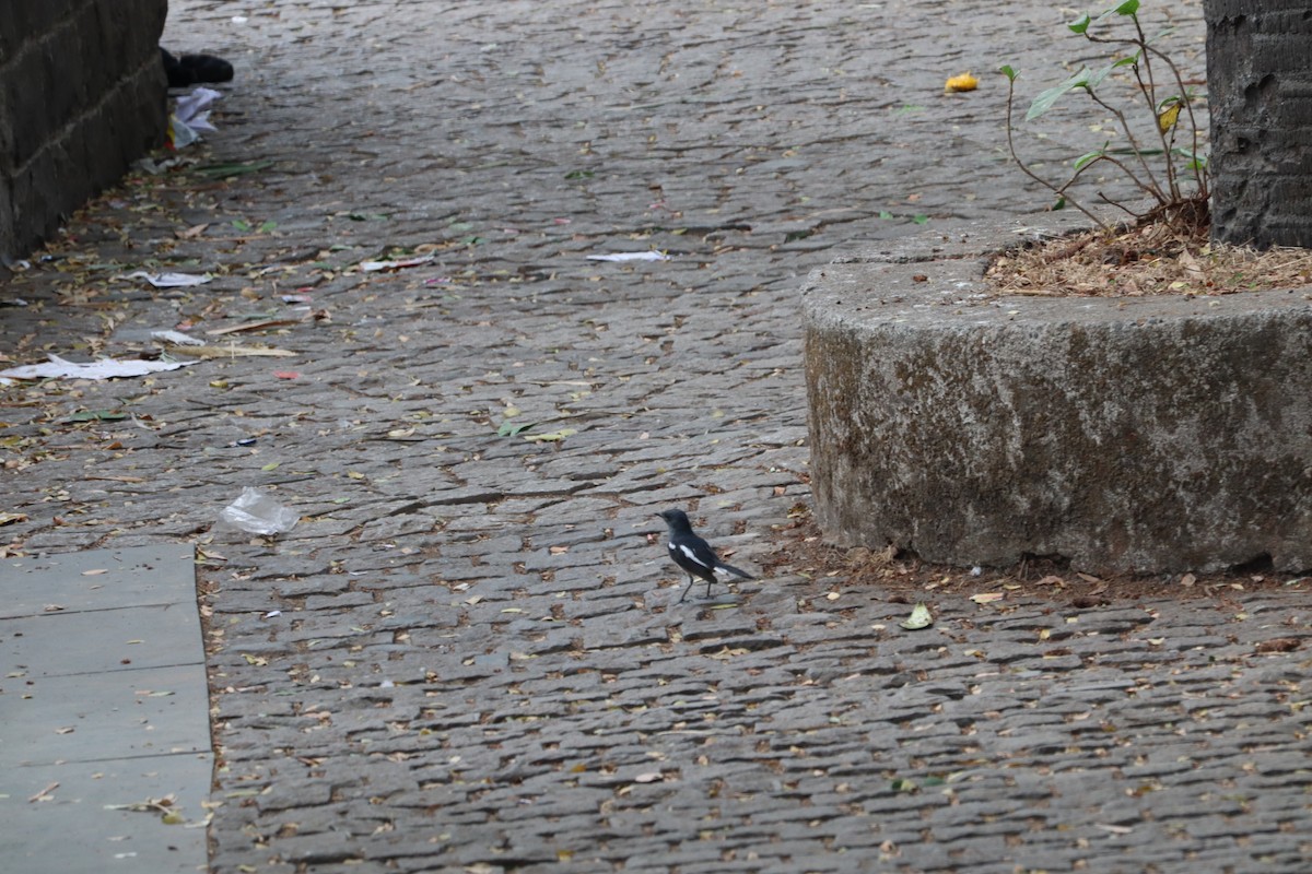 Oriental Magpie-Robin - ML454348321