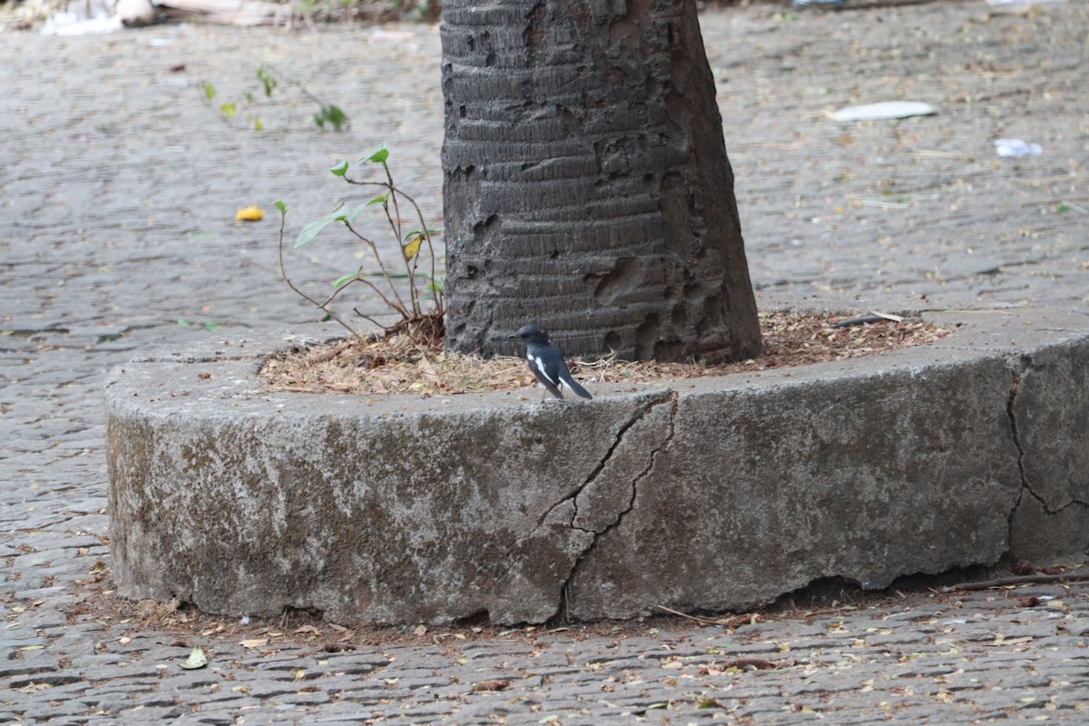 Oriental Magpie-Robin - ML454348341