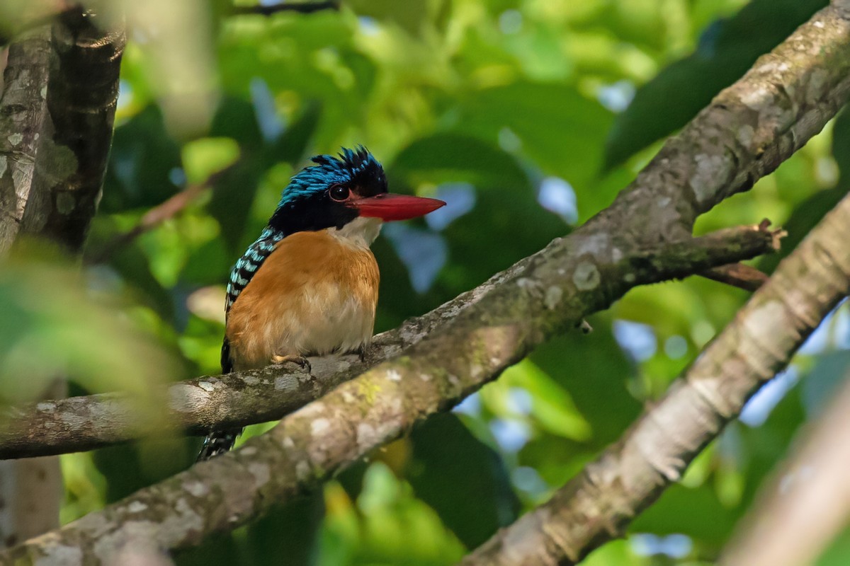 Banded Kingfisher (Black-faced) - ML454349281