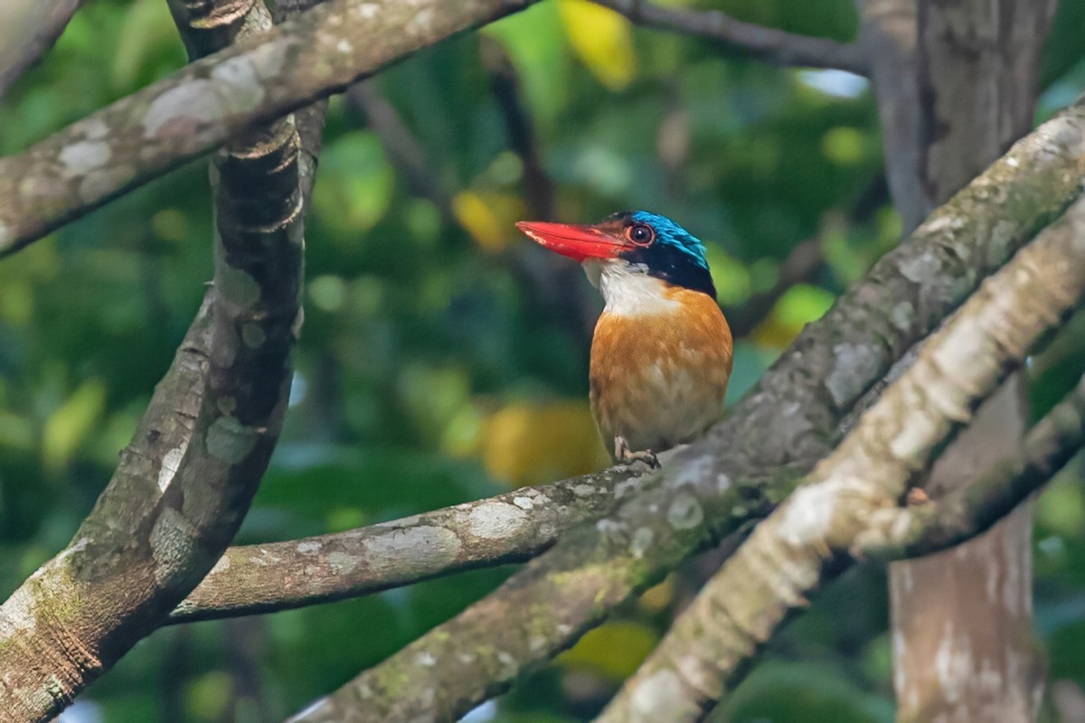 Banded Kingfisher (Black-faced) - ML454349291