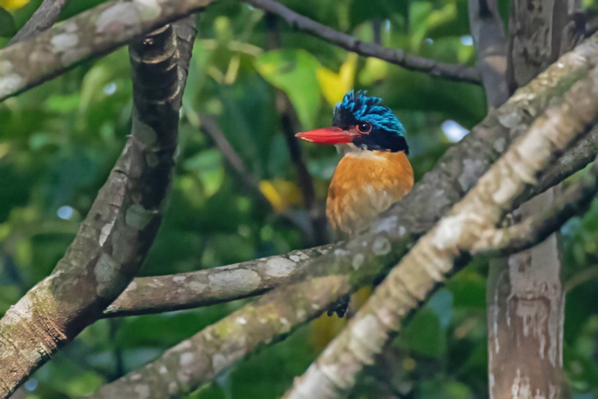 Banded Kingfisher (Black-faced) - ML454349301