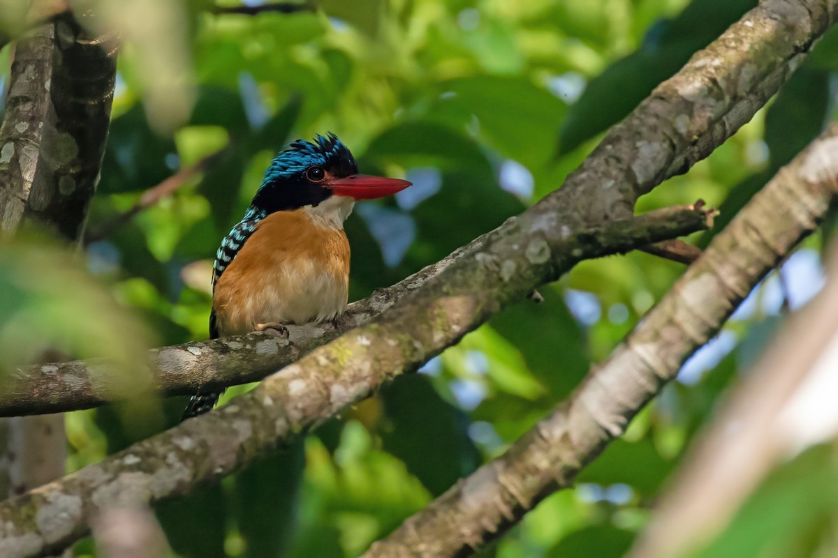 Banded Kingfisher (Black-faced) - ML454349311
