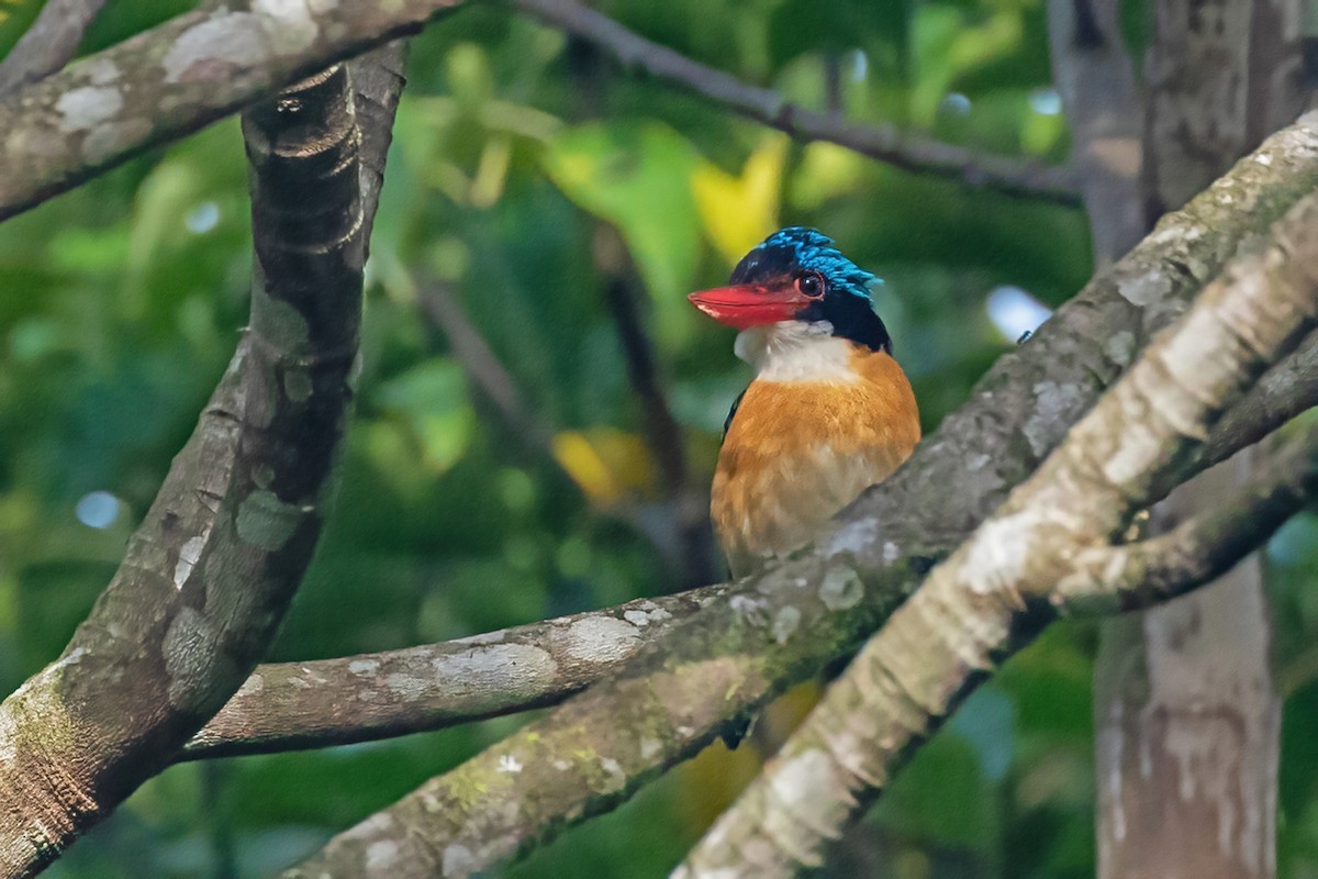 Banded Kingfisher (Black-faced) - ML454349321