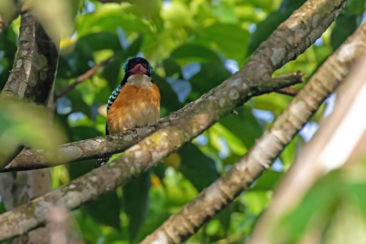 Banded Kingfisher (Black-faced) - ML454349331