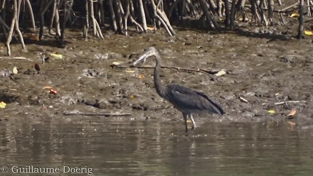 Great-billed Heron - ML454353681