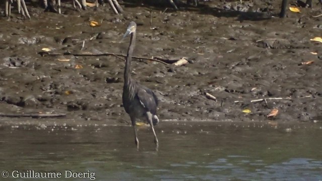 Great-billed Heron - ML454354351