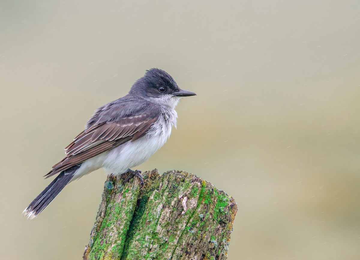 Eastern Kingbird - ML454355421