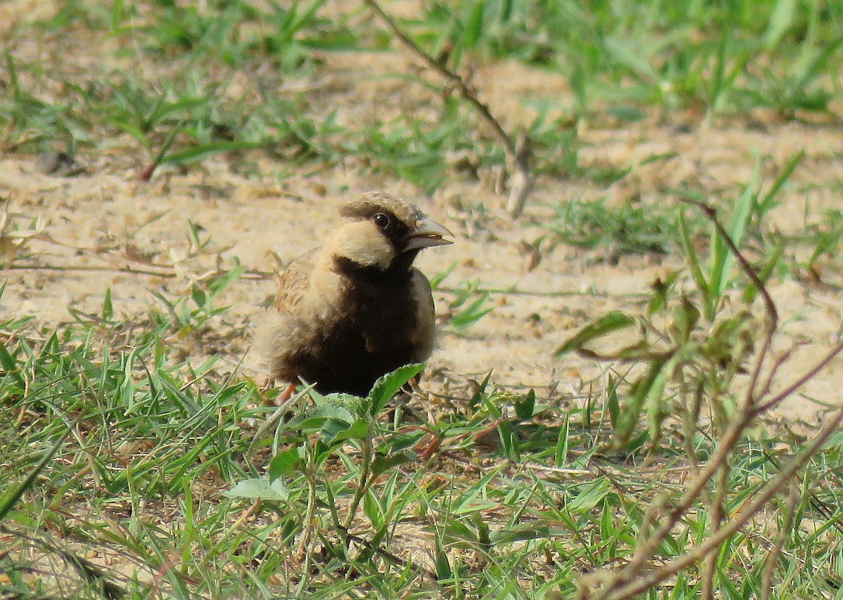 Ashy-crowned Sparrow-Lark - Deepa Mohan
