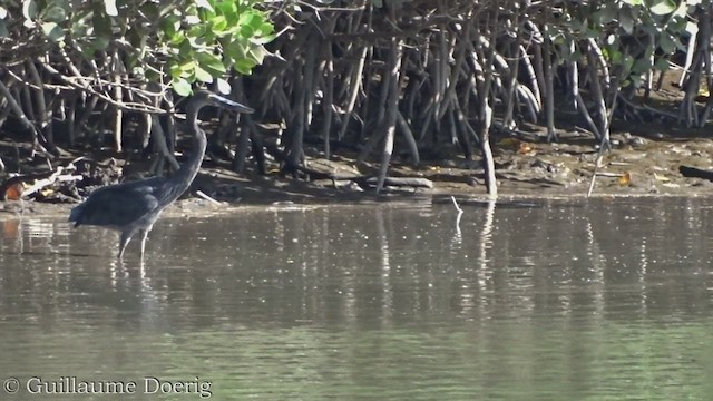 Great-billed Heron - ML454356491